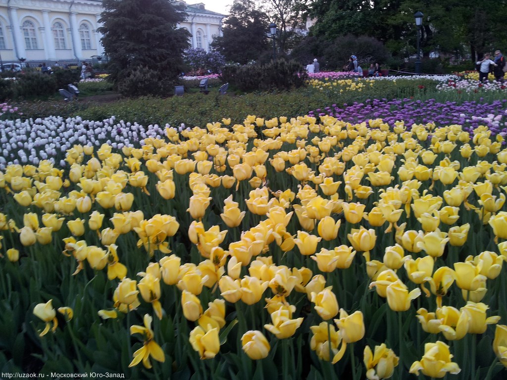 тюльпаны в Александровском саду.jpg