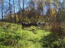 Коровы в Узком